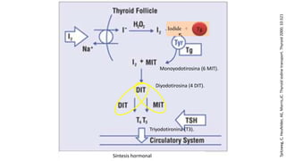 Síntesis hormonal
Monoyodotirosina (6 MIT).
Diyodotirosina (4 DIT).
Triyodotironina (T3).
Tpitzweg,C,Heufelder,AE,Morris,JC.Thyroidiodinetransport.Thyroid2000;10:321
 