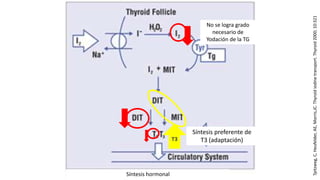 Síntesis preferente de
T3 (adaptación)
Síntesis hormonal
No se logra grado
necesario de
Yodación de la TG
T3
Tpitzweg,C,Heufelder,AE,Morris,JC.Thyroidiodinetransport.Thyroid2000;10:321
 