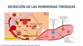 SECRECIÓN DE LAS HORMONAS TIROIDEAS
Vesiculas
Citoplasma
Tiroglobulína
Micro pinocitosis
T3 y T4
TTR
Transtirretina
(TTR)
10% T4.
5% T3
Globulina fijadora
de tiroxina (TBG).
75% T4
80 T3
T4 0.02 %
T3. 0.5% =
Determina la
actividad biológica
Hernandez M et al. Fisiología de las glándulas tiroides y paratiroides. SORL.2016
 