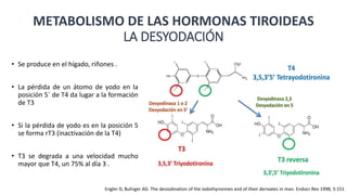 METABOLISMO DE LAS HORMONAS TIROIDEAS
LA DESYODACIÓN
• Se produce en el hígado, riñones .
• La pérdida de un átomo de yodo en la
posición 5´ de T4 da lugar a la formación
de T3
• Si la pérdida de yodo es en la posición 5
se forma rT3 (inactivación de la T4)
• T3 se degrada a una velocidad mucho
mayor que T4, un 75% al día 3 .
Engler D, Buhrger AG. The desiodination of the iodothyronines and of their derivates in man. Endocr Rev 1998; 5:151
 