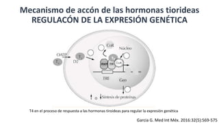 Mecanismo de accón de las hormonas tiorideas
REGULACÓN DE LA EXPRESIÓN GENÉTICA
T4 en el proceso de respuesta a las hormonas tiroideas para regular la expresión genética
Garcia G. Med Int Méx. 2016:32(5):569-575
 