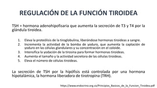 TSH = hormona adenohipofisaria que aumenta la secreción de T3 y T4 por la
glándula tiroidea.
1. Eleva la proteólisis de la tiroglobulina, liberándose hormonas tiroideas a sangre.
2. Incrementa la actividad de la bomba de yoduro, que aumenta la captación de
yoduro en las células glandulares y su concentración en el coloide.
3. Intensifica la yodación de la tirosina para formar hormonas tiroideas.
4. Aumenta el tamaño y la actividad secretora de las células tiroideas.
5. Eleva el número de células tiroideas.
La secreción de TSH por la hipófisis está controlada por una hormona
hipotalámica, la hormona liberadora de tirotropina (TRH).
REGULACIÓN DE LA FUNCIÓN TIROIDEA
https://www.endocrino.org.co/Principios_Basicos_de_la_Funcion_Tiroidea.pdf
 