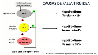 CAUSAS DE FALLA TIROIDEA
Hipotiroidismo
Terciario <1%
Hipotiroidismo
Secundario 4%
Hipotiroidismo
Primario 95%
ATA/AACE Guidelines for Hypothyroidism in Adults, Endocr Pract. 2012
 