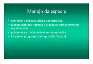 Manejo da espécie
• conhecer a biologia básica das espécies
• a destruição dos habitats e a captura para o comércio
ilegal de aves
• preservar as matas nativas remanescentes
• incentivar programas de reposição florestal
 