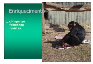 ... chimpanzé
folheando
revistas.
Enriquecimento
 