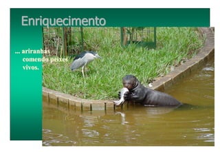 ... ariranhas
comendo peixes
vivos.
Enriquecimento
 
