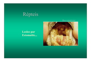 Répteis
Lesões por
Estomatite...
Boa constrictor
 