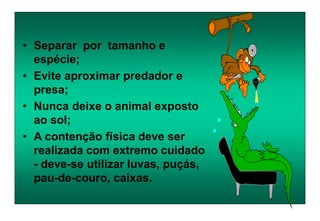 • Separar por tamanho e
espécie;
• Evite aproximar predador e
presa;
• Nunca deixe o animal exposto
ao sol;
• A contenção física deve ser
realizada com extremo cuidado
- deve-se utilizar luvas, puçás,
pau-de-couro, caixas.
 