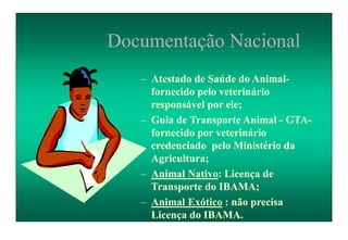 Documentação Nacional
– Atestado de Saúde do Animal-
fornecido pelo veterinário
responsável por ele;
– Guia de Transporte Animal - GTA-
fornecido por veterinário
credenciado pelo Ministério da
Agricultura;
– Animal Nativo: Licença de
Transporte do IBAMA;
– Animal Exótico : não precisa
Licença do IBAMA.
 