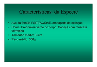 • Ave da família PSITTACIDAE, ameaçada de extinção
• Cores: Predomina verde no corpo. Cabeça com mascara
vermelha
• Tamanho médio: 35cm
• Peso médio: 300g
Características da Espécie
 