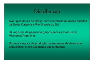 Distribuição
• Ave típica do sul do Brasil, com ocorrência atual nos estados
de Santa Catarina e Rio Grande do Sul
• Há registros de pequenos grupos para a província de
Missiones/Argentina
• Durante a época da produção de sementes de Araucaria
angustifolia, é ave associada aos pinheirais
 