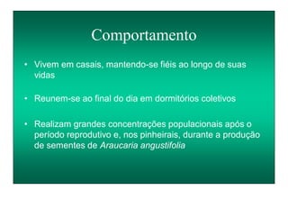 Comportamento
• Vivem em casais, mantendo-se fiéis ao longo de suas
vidas
• Reunem-se ao final do dia em dormitórios coletivos
• Realizam grandes concentrações populacionais após o
período reprodutivo e, nos pinheirais, durante a produção
de sementes de Araucaria angustifolia
 