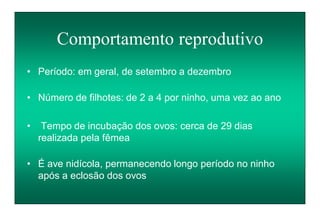 Comportamento reprodutivo
• Período: em geral, de setembro a dezembro
• Número de filhotes: de 2 a 4 por ninho, uma vez ao ano
• Tempo de incubação dos ovos: cerca de 29 dias
realizada pela fêmea
• É ave nidícola, permanecendo longo período no ninho
após a eclosão dos ovos
 