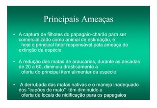 Principais Ameaças
• A captura de filhotes do papagaio-charão para ser
comercializado como animal de estimação, é
hoje o principal fator responsável pela ameaça de
extinção da espécie
• A redução das matas de araucárias, durante as décadas
de 20 a 60, diminuiu drasticamente a
oferta do principal item alimentar da espécie
• A derrubada das matas nativas e o manejo inadequado
dos "capões de mato" têm diminuido a
oferta de locais de nidificação para os papagaios
 