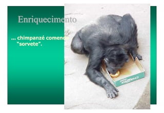 Enriquecimento
... chimpanzé comendo
“sorvete”.
 