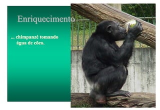 Enriquecimento
... chimpanzé tomando
água de côco.
 