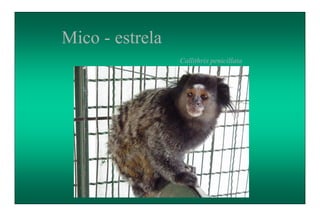 Mico - estrela
Callithrix penicillata
 