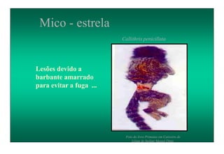 Lesões devido a
barbante amarrado
para evitar a fuga ...
Mico - estrela
Callithrix penicillata
Foto do livro Primatas em Cativeiro de
Lilian de Stefani Munaó Diniz.
 