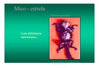 Mico - estrela
Callithrix penicillata
Foto do livro Primatas em Cativeiro de Lilian
de Stefani Munaó Diniz.
Com deficiência
nutricional....
 