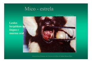 Mico - estrela
Callithrix penicillata
Foto do livro Primatas em Cativeiro de Lilian de Stefani Munaó Diniz.
Lesões
herpéticas na
língua e
mucosa oral
 