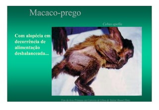 Macaco-prego
Cebus apella
Com alopécia em
decorrência de
alimentação
desbalanceada...
Foto do livro Primatas em Cativeiro de Lilian de Stefani Munaó Diniz.
 
