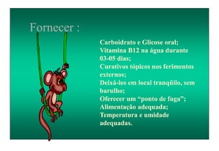 Carboidrato e Glicose oral;
Vitamina B12 na água durante
03-05 dias;
Curativos tópicos nos ferimentos
externos;
Deixá-los em local tranqüilo, sem
barulho;
Oferecer um “ponto de fuga”;
Alimentação adequada;
Temperatura e umidade
adequadas.
Fornecer :
 