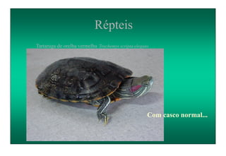 Tartaruga de orelha vermelha Trachemys scripta elegans
Com casco normal...
Répteis
 