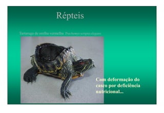 Répteis
Com deformação do
casco por deficiência
nutricional...
Tartaruga de orelha vermelha Trachemys scripta elegans
 