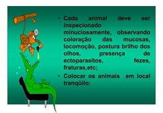 • Cada animal deve ser
inspecionado
minuciosamente, observando
coloração das mucosas,
locomoção, postura brilho dos
olhos, presença de
ectoparasitos, fezes,
fraturas,etc;
• Colocar os animais em local
tranqüilo;
 