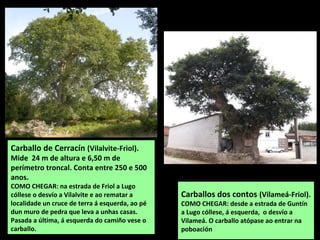 Carballos do Campo de Golf
(Portoganoi-Lugo). Dous carballos que se
achegan aos 500 anos. O máis groso
mide 7,83 m de perí...
