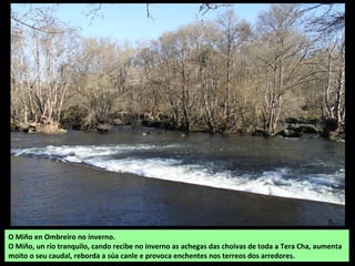 O Miño en Ombreiro no inverno.
O Miño, un río tranquilo, cando recibe no inverno as achegas das choivas de toda a Tera Cha...