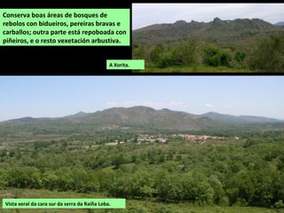 Conserva boas áreas de bosques de
rebolos con bidueiros, pereiras bravas e
carballos; outra parte está repoboada con
piñeiros, e o resto vexetación arbustiva.
Vista xeral da cara sur da serra da Raíña Loba.
A Xorita.
 