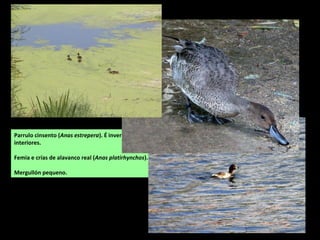 Parrulo cinsento (Anas estrepera). É invernante
común de esteiros e lagoas interiores.
Femia e crías de lavanco real (Anas platirhynchos).
Mergullón pequeno.
 