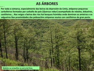 AS ÁRBORES
Por toda a comarca, especialmente das beiras da depresión da Limia, atópanse pequenas
carballeiras formadas por carballo do país (Quercus robur) acompañado de rebolos, bidueiros,
castiñeiros... Nas veigas e beiras dos ríos hai bosques húmidos onde dominan as amieiras e os
salgueiros Nas proximidades das poboacións atópanse soutos con castiñeiros de gran porte.
Rebolos ou cerquiños na serra da Pena.
 