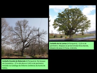 Carballo de As Lamas (A Porqueira). -5,23 m de
perímetro. Atópase ao pé da Estrada Xinzo-Bande,
despois de pasar A Forxa, á dereita.
Carballo Grande de Reboreda (A Porqueira). No bosque
da Caraveleira. -27 m de altura e 5,45 m de perímetro.
Incluído no Catálogo de Árbores senlleiras da Xunta de
Galiza.
 