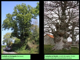 Carballo en Cortegada (Sarreaus).
-5 m de perímetro.
Carballos en Randín, a carón da capela. O máis
grande mide 6,30 m de perímetro no toro.
 