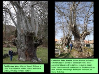 Castiñeiro de Maus (Vilar do Barrio). Atópase a
carón da estrada que baixa a Porto e Alemparte.
Mide 7,50 m de perímetro no toro.
Castiñeiros de Os Blancos. Mide 6,40 m de perímetro.
Están situado no centro da poboación nunha zona
acondicionada como área de lecer na que se atopan
varios exemplares que superan os 6 m de perímetro no
toro. Incluído no Catálogo de Árbores senlleiras da
Xunta de Galiza.
 