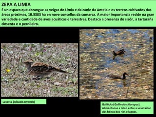ZEPA A LIMIA
É un espazo que abrangue as veigas do Limia e da canle da Antela e os terreos cultivados das
áreas próximas, 10.3383 ha en nove concellos da comarca. A maior importancia reside na gran
variedade e cantidade de aves acuáticas e terrestres. Destaca a presenza do sisón, a tartaraña
cinsenta e o pernileiro.
Galiñola (Gallinula chloropus).
Aliméntanse e crían entre a vexetación
das beiras dos ríos e lagoas.
Laverca (Alauda arvensis)
 
