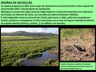 BRAÑAS DE GOLPELLÁS
Un espazo proposto en 2011 como Lugar de importancia comunitaria (LIC) e Zona especial de
conservación (ZEC). Está pendente de aprobación.
Abrangue as cuncas dos regos Lama da Veiga Pequena e Lama de Gustomeau nas cabeceiras
do Fírveda, un afluente do Limia, nos concellos de Calvos de Randín e Muíños.
É unha depresión entre as serras de San Tomé, polo norte e Lobás, polo leste ocupada por
brañas, pasteiros e matogueira. O máis interesante son as aves de lugares húmidos (avefría) e
de espazos abertos (laverca, cotovía...), os anfibios e os insectos.
Avefría (Vanellus vanellus). Invernante
común en Galiza que ten neste espazo un
dos escasos lugares de cría.
 