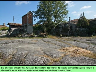 Eira e hórreos en Riobodas. A pesares do abandono dos cultivos de cereais, a eira aínda segue a cumplir a
súa función para a malla dos produtos que se cultivas nas hotas, como as fabas
 