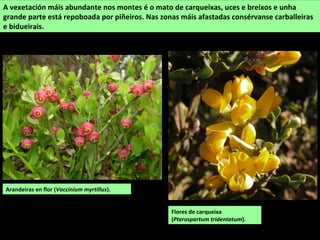 A vexetación máis abundante nos montes é o mato de carqueixas, uces e breixos e unha
grande parte está repoboada por piñeiros. Nas zonas máis afastadas consérvanse carballeiras
e bidueirais.
Flores de carqueixa
(Pterospartum tridentatum).
Arandeiras en flor (Vaccinium myrtillus).
 