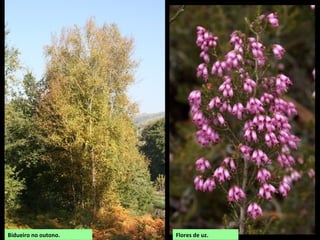 Flores de uz.Bidueiro no outono.
 
