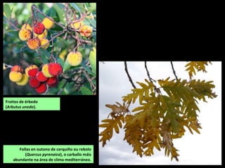 Follas en outono de cerquiño ou rebolo
(Quercus pyrenaica), o carballo máis
abundante na área de clima mediterráneo.
Froitos de érbedo
(Arbutus unedo).
 