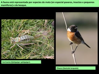 A fauna está representada por especies do mato (en especial paxaros, insectos e pequenos
mamíferos) e do bosque.
Carricanta (Ephippiger ephippiger).
Chasco (Saxicola torquata).
 