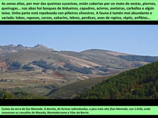 As zonas altas, por mor das queimas sucesivas, están cubertas por un mato de xestas, piornos,
queirugas... nas abas hai bosques de bidueiros, capudres, acivros, avelairas, carballos e algún
teixo. Unha parte está repoboada con piñeiros silvestres. A fauna é tamén moi abundante e
variada: lobos, raposos, corzos, xabaríns, lebres, perdices, aves de rapina, réptis, anfibios...
Cumes da serra de San Mamede. Á dereita, de formas redondeadas, o pico máis alto (San Mamede, con 1.619), onde
converxen os concellos de Maceda, Montederramo e Vilar do Barrio.
 