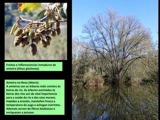 Amieira no Rexo (Allariz).
A amieiras son as árbores máis comúns ás
beiras do río. As árbores asentadas ás
beiras dos ríos son de vital importancia
para a saúde do río e das súas marxes.
Impiden a erosión, manteñen fresca a
temperatura da auga e achegan nutrintes.
Ademais serven de filtros biolóxicos e
enriquecen a paisaxe.
Froitos e inflorescencias inmaduras de
amieira (Alnus glutinosa).
 