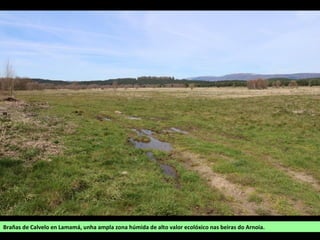 Brañas de Calvelo en Lamamá, unha ampla zona húmida de alto valor ecolóxico nas beiras do Arnoia.
 