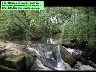 O río TIOIRA nace en Escuadro, na serra de
San Mamede, percorre terreos de Macede e
Baños de Molgas, onde se xunta ao Arnoia.
 