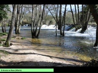 O Arnoia no Rexo (Allariz).
 