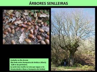 ÁRBORES SENLLEIRAS
Carballo no Río Arnoia
(No linde entre Xunqueira de Ambía e Allariz)
-3,80 m de perímetro.
(a carón dun muíño na ruta que segue o río
Arnoia desde o Rexo a Xunqueira de Ambía)
 